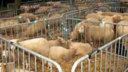Moutons